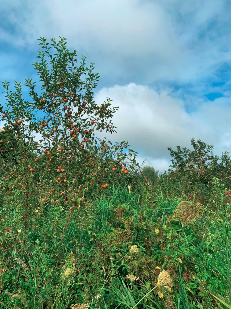 Ketelbroeks ‘gulle, gelukkige’ boom, opgegroeid tussen het riet (foto: Wouter van Eck)