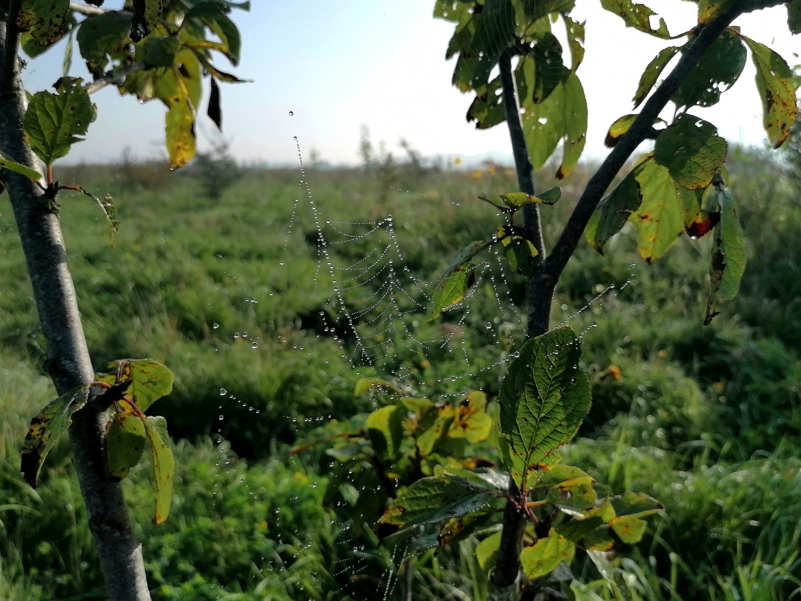 Waar staat dat bos? door Voedselbuurtbos GeuzeGroen